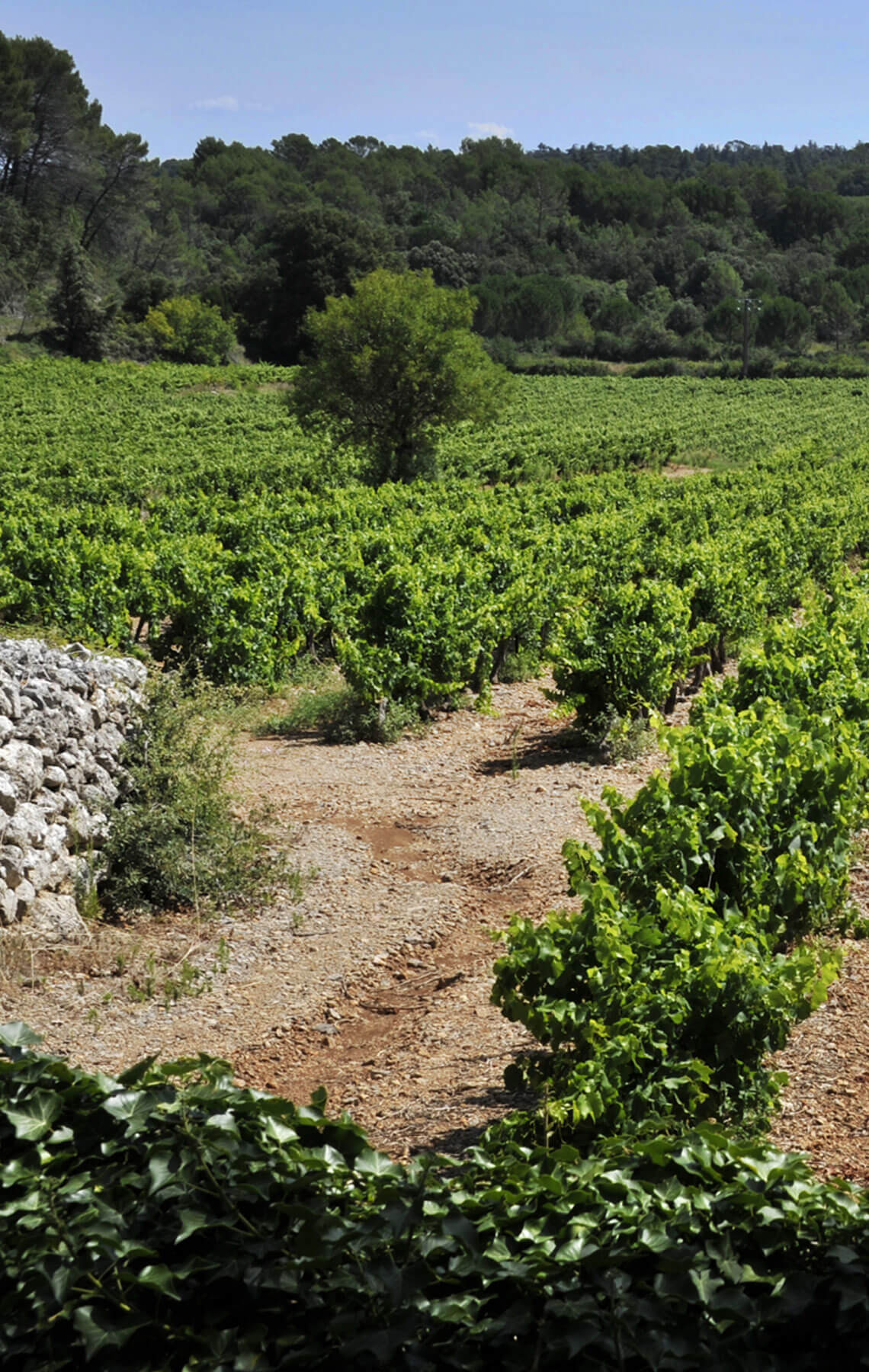 Rhone to the Bone Rhone Valley Vineyard - Photography by Marc Barthelemy