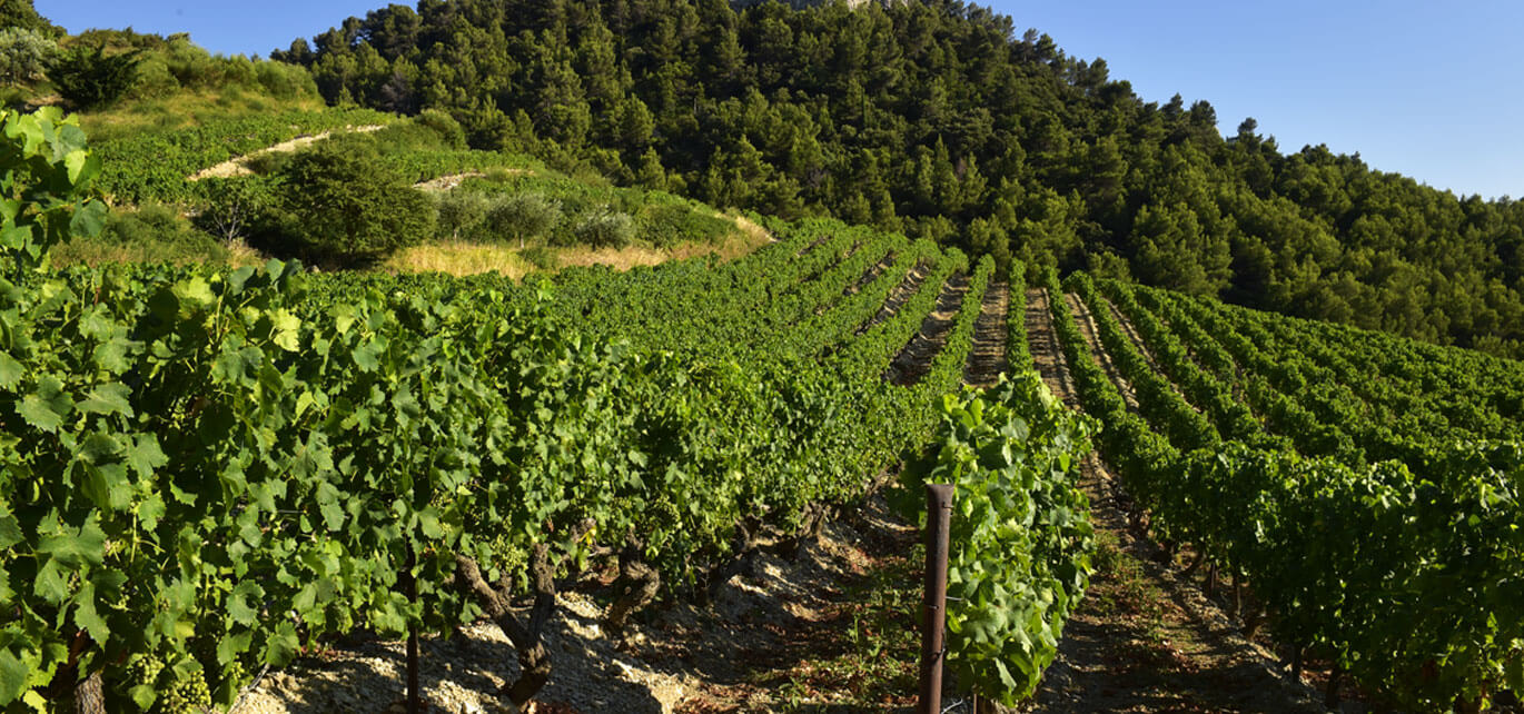 Rhone to the Bone Rhone Valley Vineyard - Photography by Marc Barthelemy