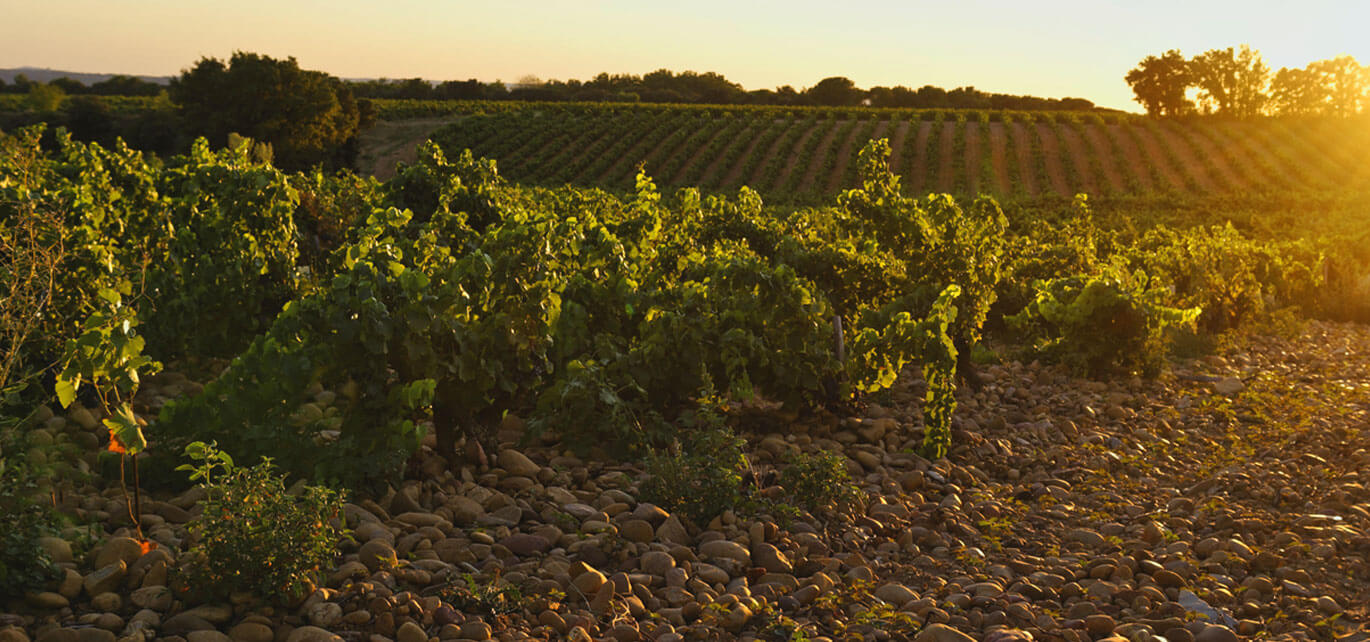 Rhone to the Bone Rhone Valley Vineyard - Photography by Marc Barthelemy