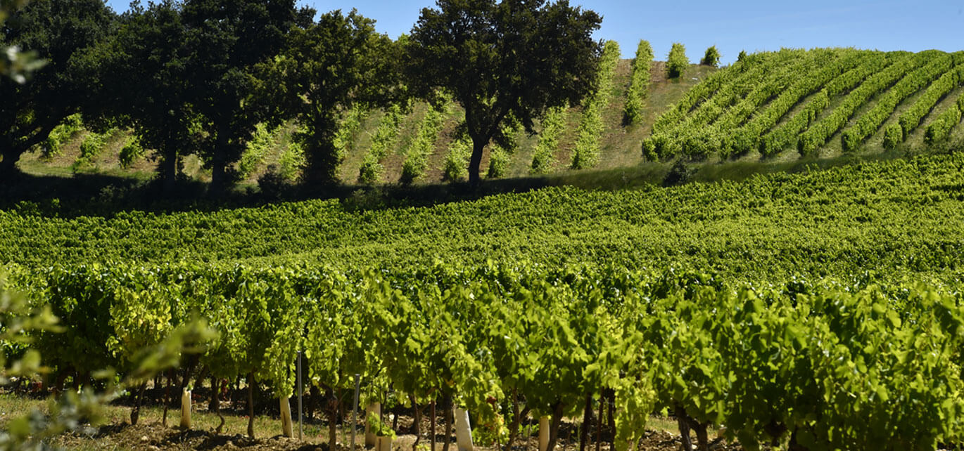 Rhone to the Bone Rhone Valley Vineyard - Photography by Marc Barthelemy