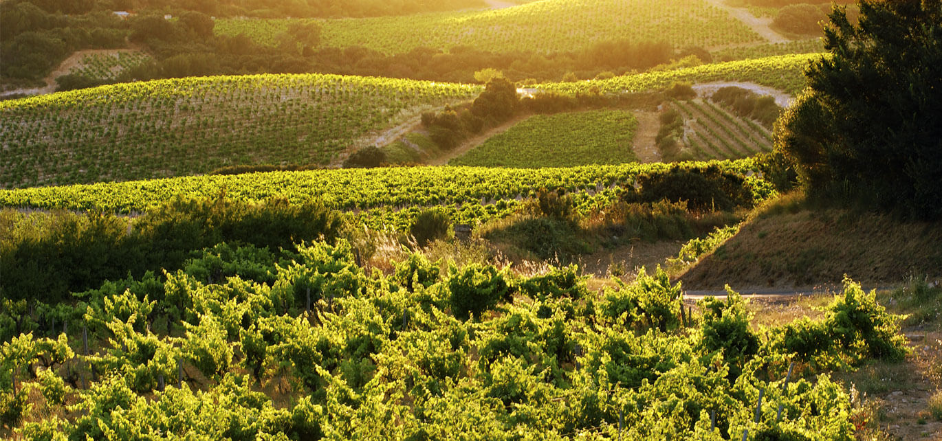 Rhone to the Bone Rhone Valley Vineyard - Photography by Marc Barthelemy