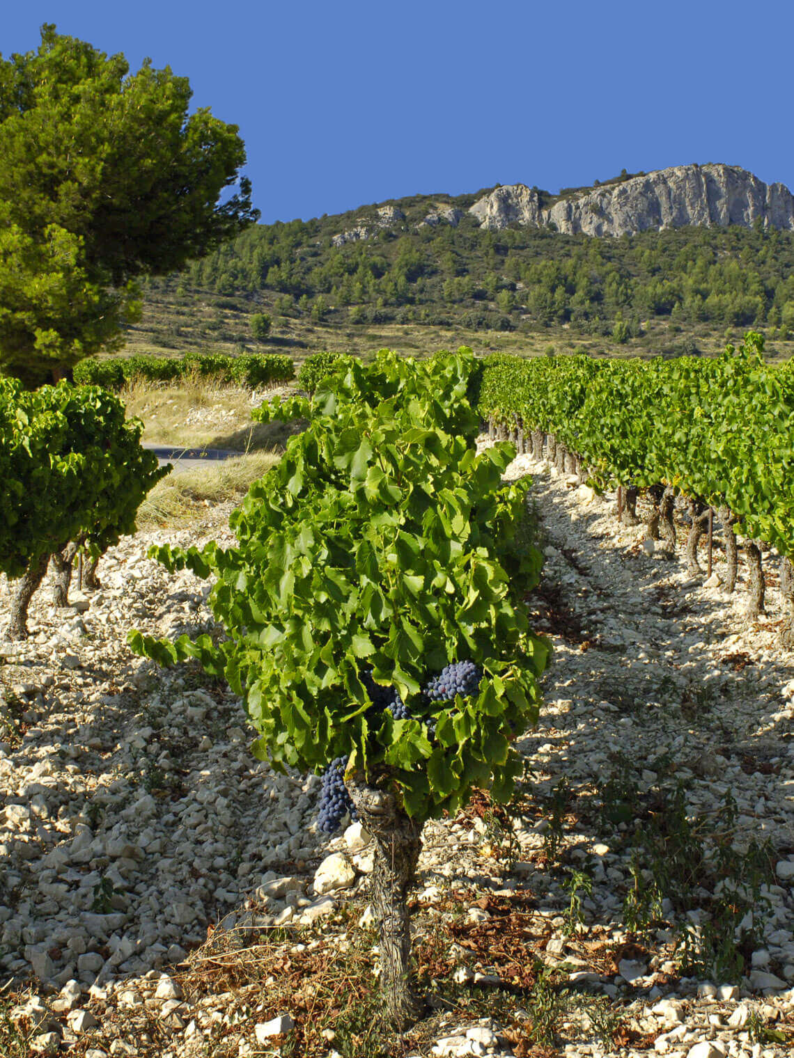 Rhone to the Bone Vineyard - Photography by Marc Barthelemy