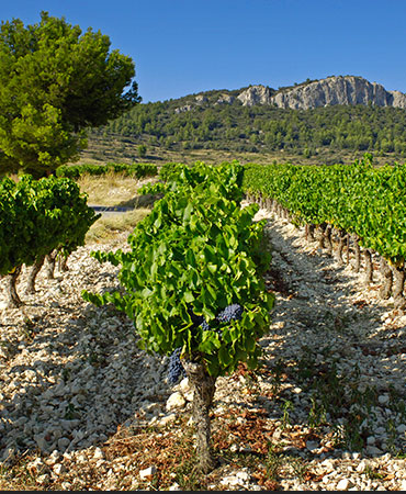 Rhone Valley