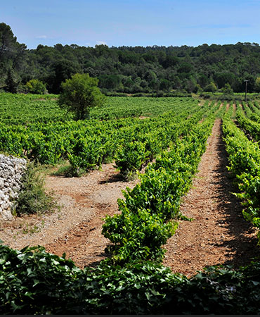 Rhone Valley